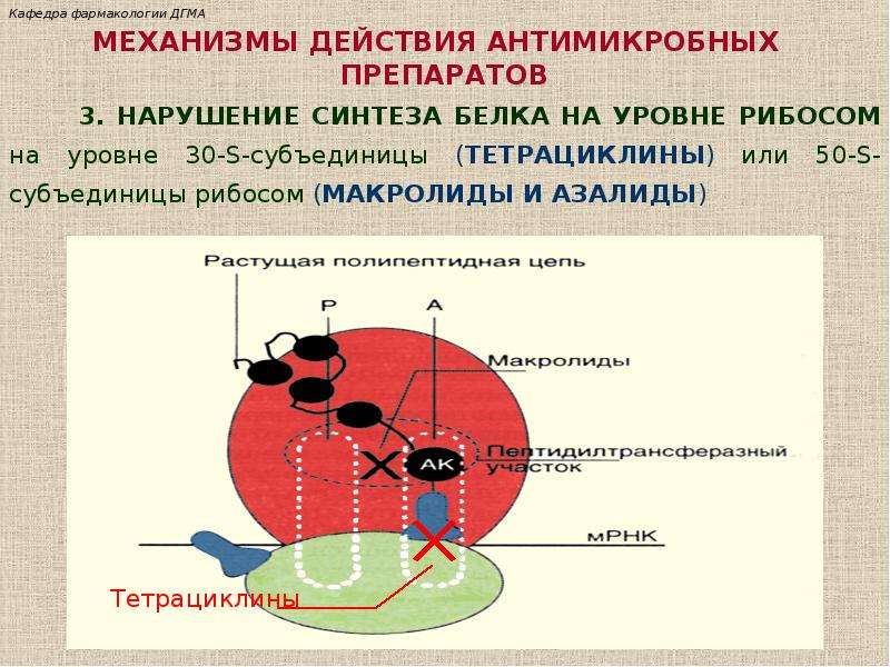 Нарушение синтеза. Нарушение синтеза белка. Нарушение синтеза белка на рибосомах. Механизм нарушения синтеза белков. Нарушение синтеза белка на уровне рибосом.