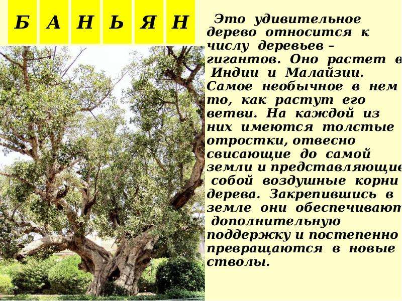 Какое дерево относится к. Чи́словое дерево. Число из деревьев произрастающих в России. Что относится к деревьям. Число дерева троиц.