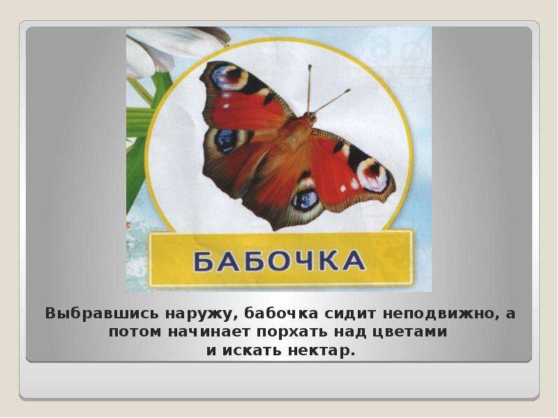 Выберись наружу. Презентация бабочка над цветком. Вот бабочек. Праздник мотылька. Бабочка сидит сзади.