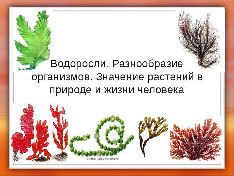 Презентация водоросли их разнообразие и значение в природе 6 класс пономарева