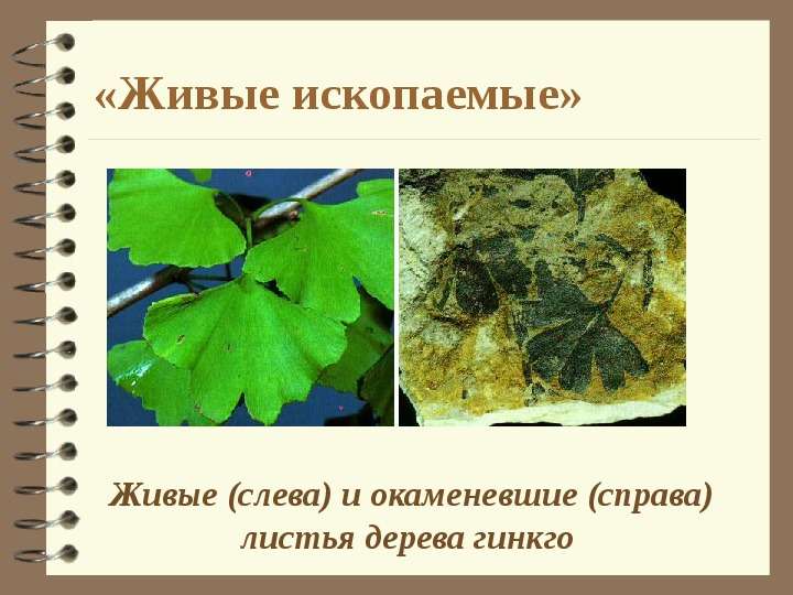 


«Живые ископаемые»
	Живые (слева) и окаменевшие (справа) листья дерева гинкго 
