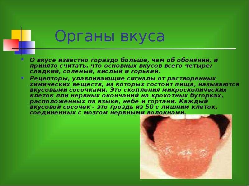 Органы вкуса и обоняния презентация