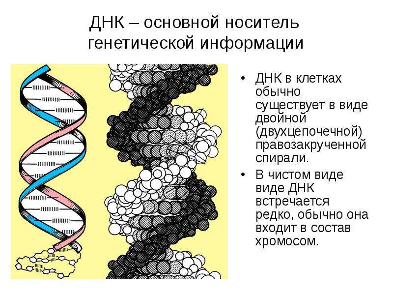 Виды ДНК. ДНК правозакрученная или левозакрученная. Правозакрученная спираль. Мини сообщение о ДНК полесхвая. Наследственная информация растений