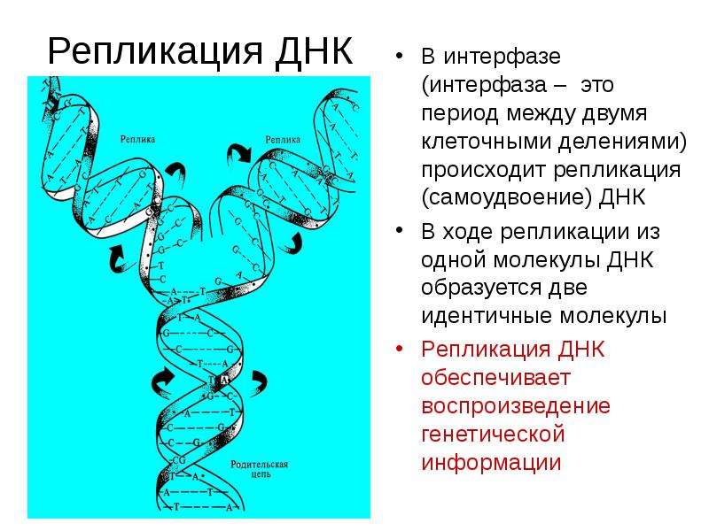 Репликация происходит в