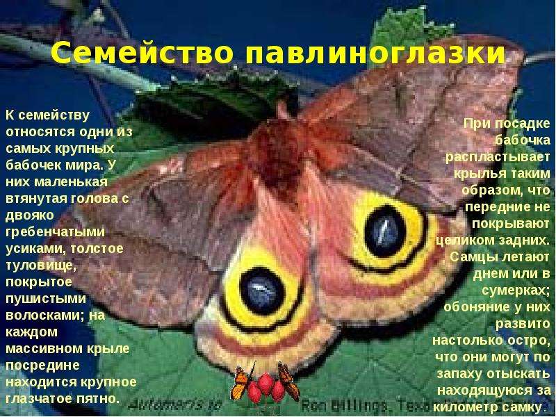 Зеленые страницы первые бабочки читать. Сообщение о бабочке. Описание бабочки. Важные сведения о бабочках. Доклад про бабочку.