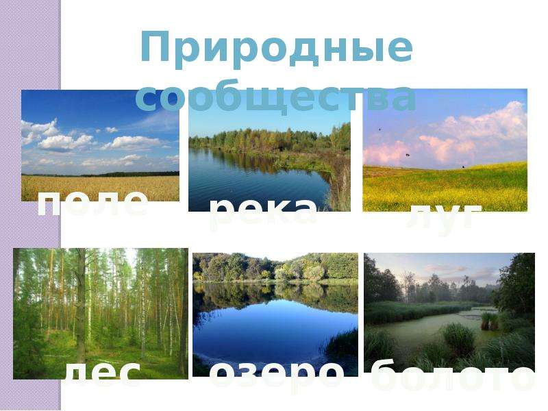 Какое природное сообщество россии. Природные сообщества. Природное сообщество рисунок. Природное сообщество озеро. Природное сообщество болото.