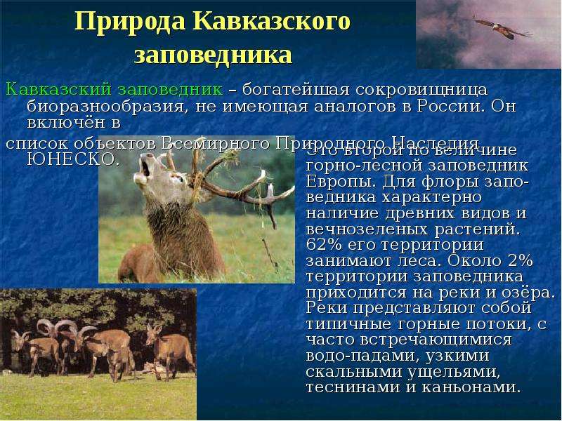 Природа Кавказского заповедника Это второй по величине горно-лесной заповедник Европы. Для флоры зап