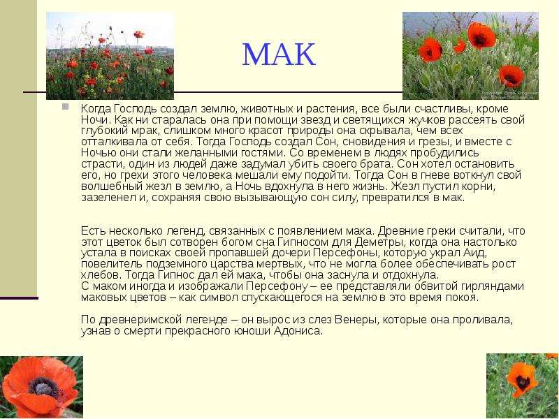 Цветок мака рассказ. Мак описание растения. Доклад о маке. Легенда о маке для детей. Легенды о цветах Мак.