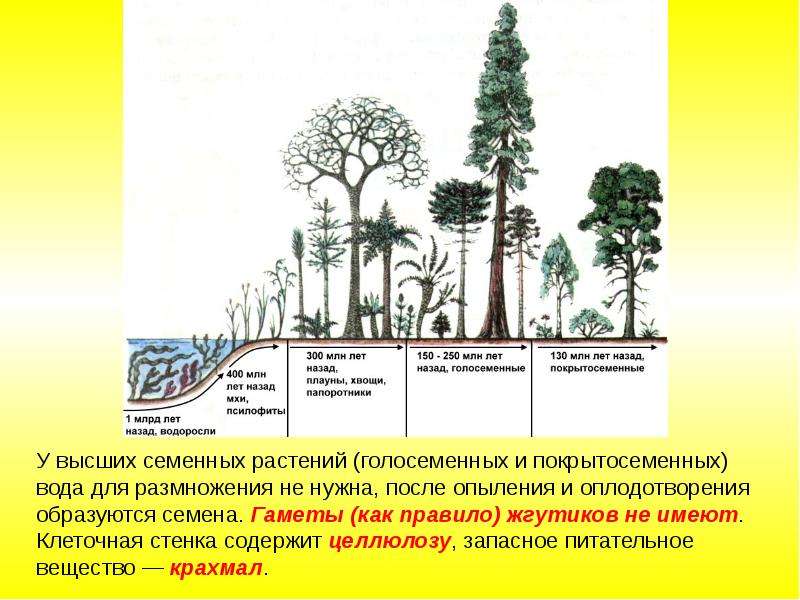 Презентация по биологии 5 класс происхождение растений