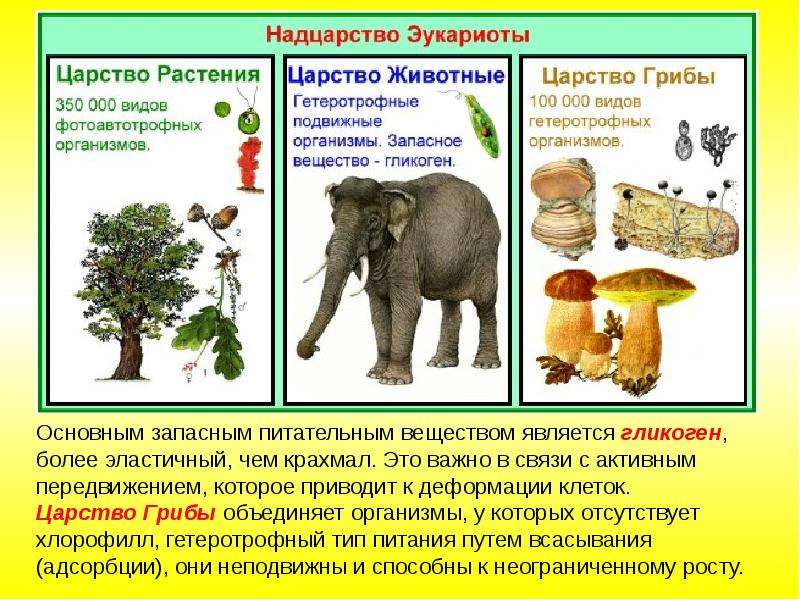 Многообразие органического мира презентация 11 класс биология