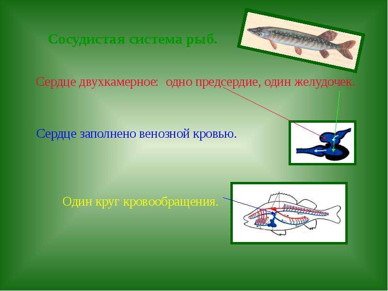 Двухкамерное сердце. У рыб сердце заполнено венозной кровью. Сердце заполнено венозной кровью. Двухкамерное сердце у рыб. Двухкамерным сердцем с венозной кровью.