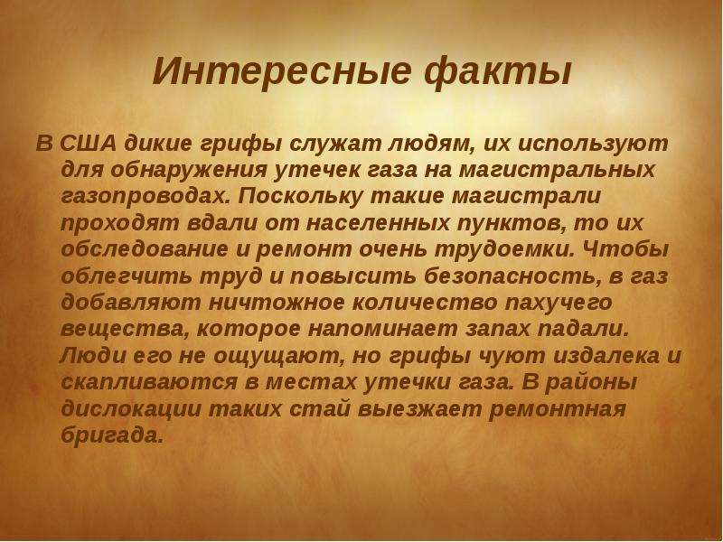 Презентация интересные факты. Интересные факты о США. Интересные факты об Америке. Интересные факты о США для детей. Интересные факты про грифа.