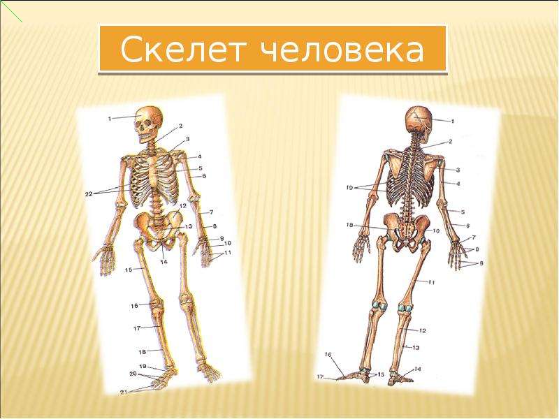 Презентация скелет и мышцы человека