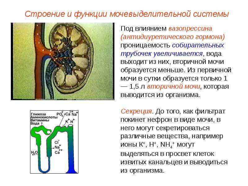 Технологическая карта мочевыделительная система строение и функции