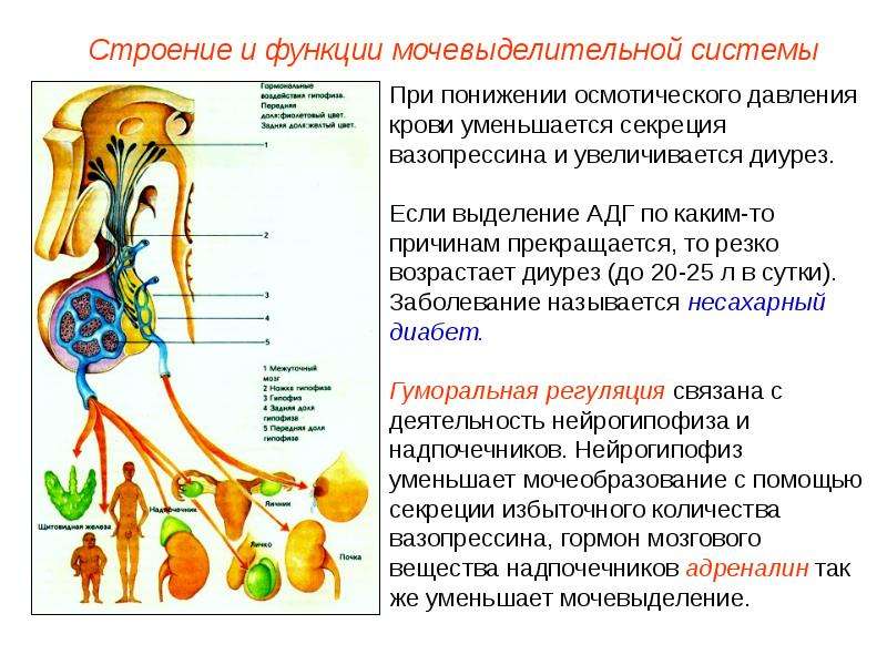 Презентация возрастные особенности выделительной системы