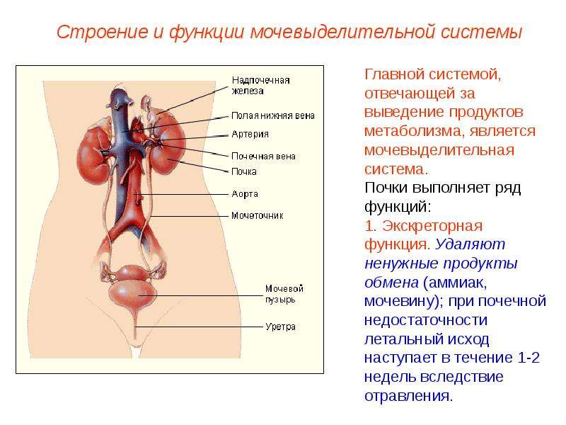 Мочеполовая система человека картинки