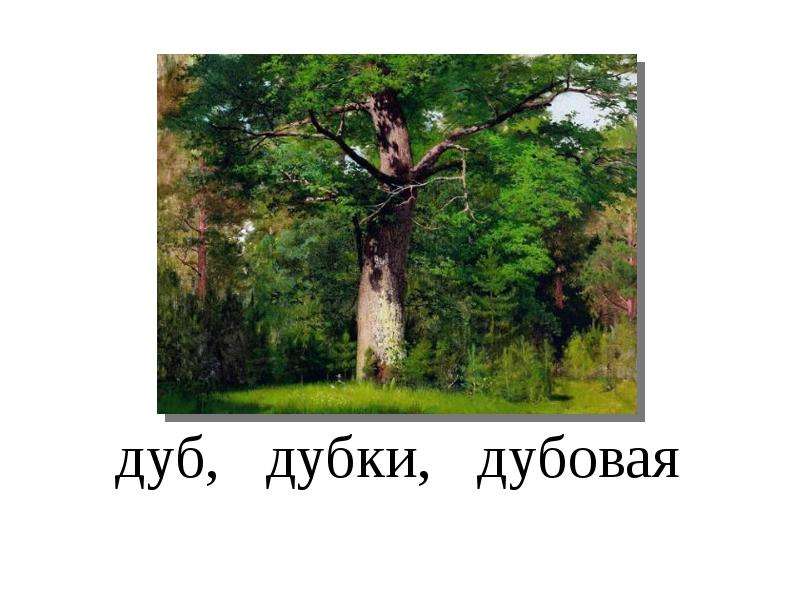 Слово дуб. Дуб Дубок предложение. Дуб Дубрава Дубок. Группа слов дуб. Предложение со словом Дубок.