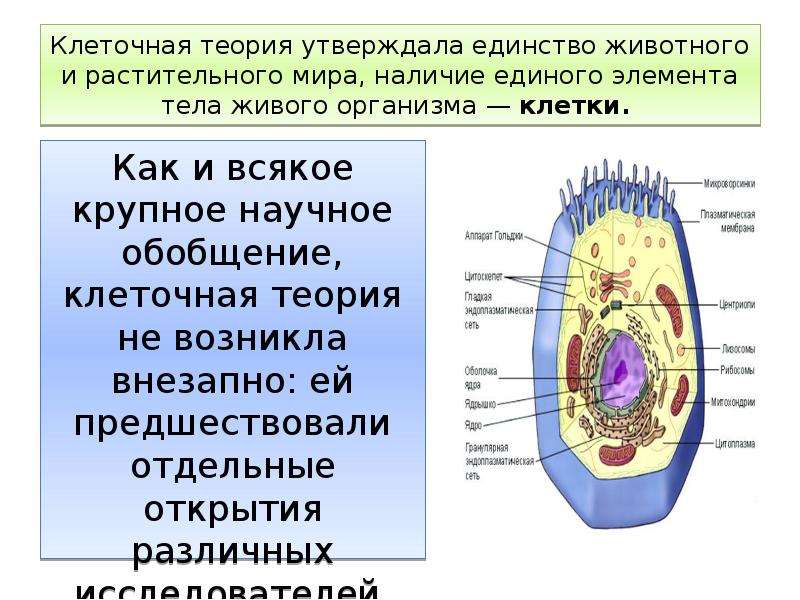 Согласно клеточной теории клетки всех организмов. Обобщение клетки. Возникновение клеточной организации живого. Учение о клетке. Возникновение клеточных структур.