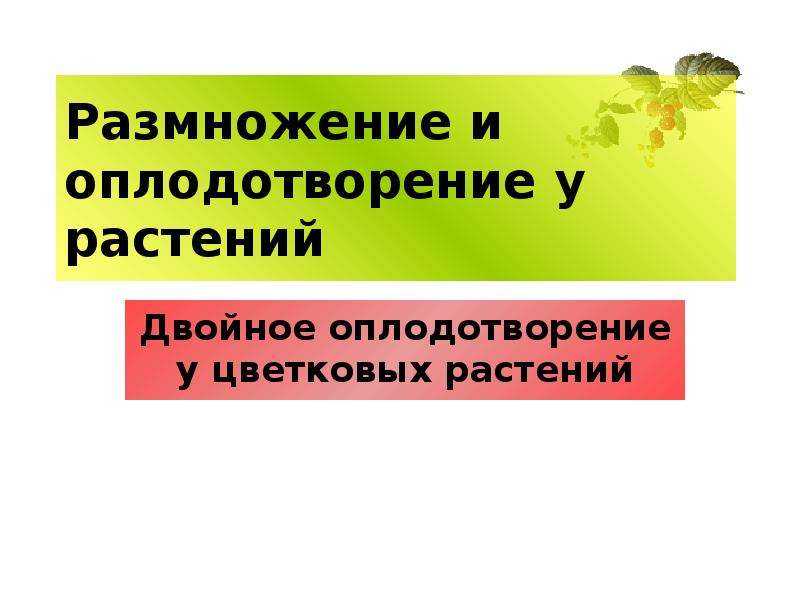 Двойное оплодотворение у цветковых растений презентация