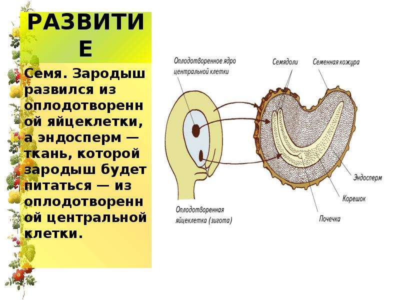 Двойное оплодотворение у цветковых растений презентация