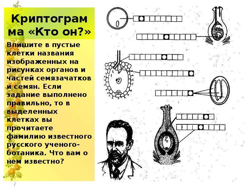 Двойное оплодотворение у цветковых растений презентация