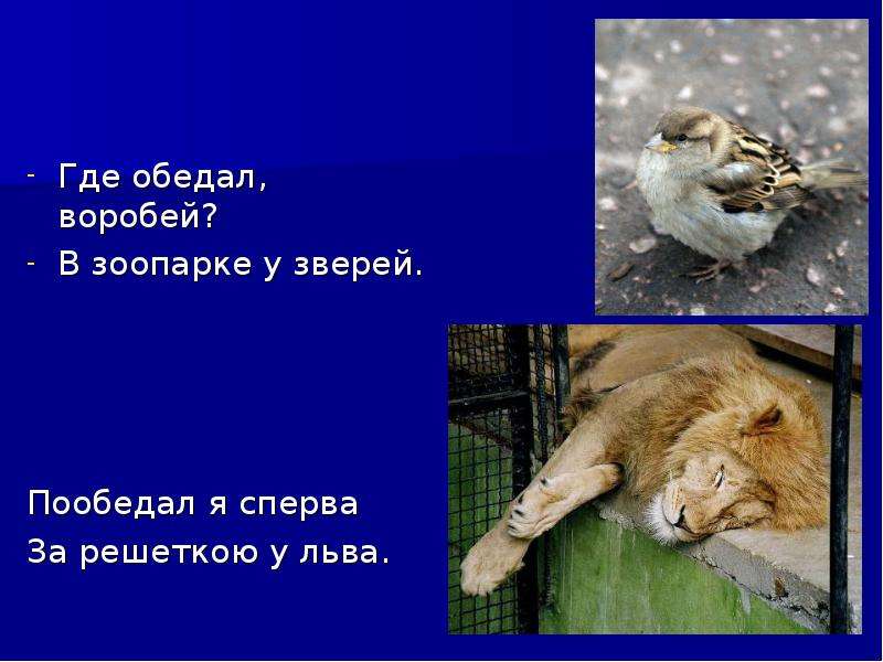 Где обедал в зоопарке у зверей. Воробей в зоопарке у зверей. В зоопарке у зверей стих. Пообедал Воробей в зоопарке у зверей. Зоопарк воробьи.