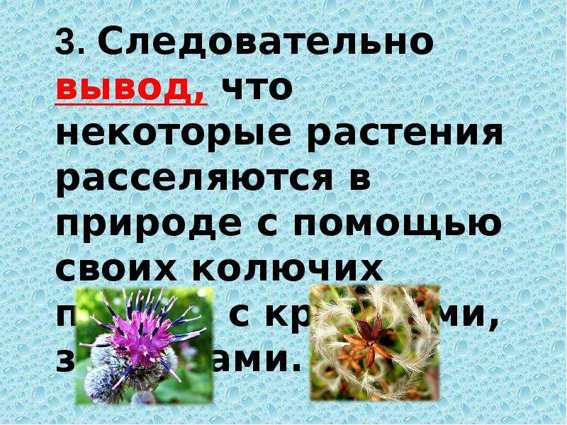 Растения путешественники 2 класс занков презентация