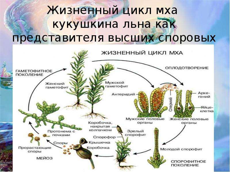 Размножение споровых растений схема