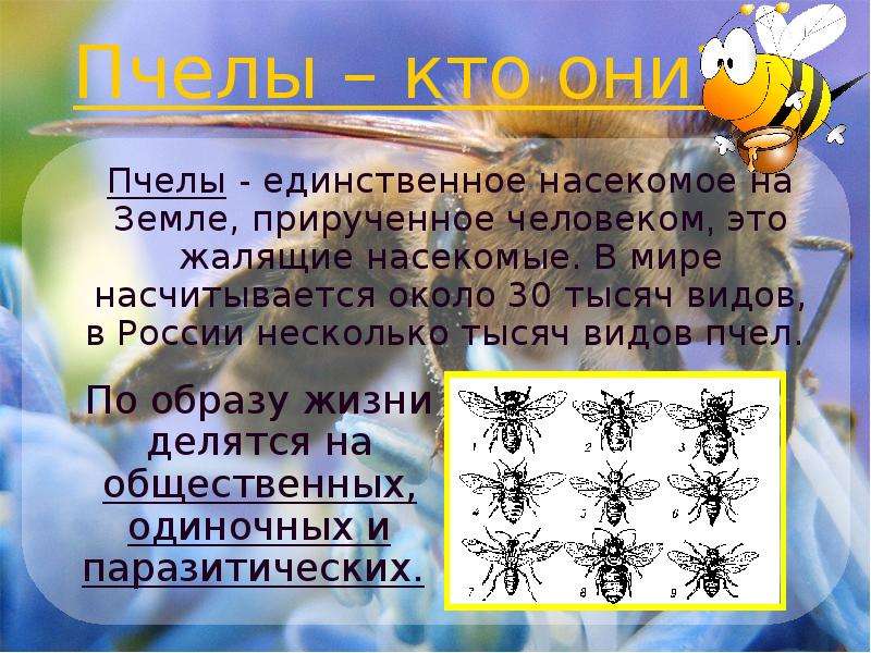 Единственное насекомое прирученное человеком. Пчелы человечки для презентаций. А зачем на свете пчелы. Зачем люди приручают пчел.