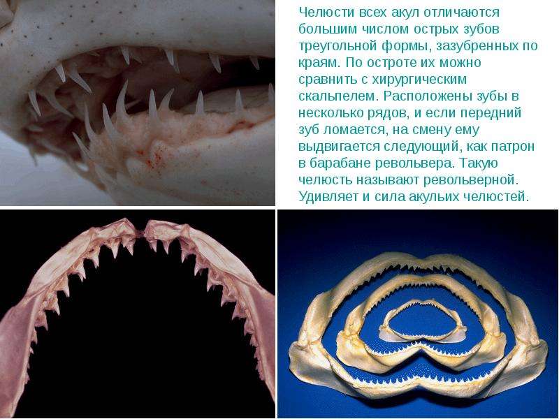 У какого животного всю жизнь растут зубы. Зубы у акулы в несколько рядов.