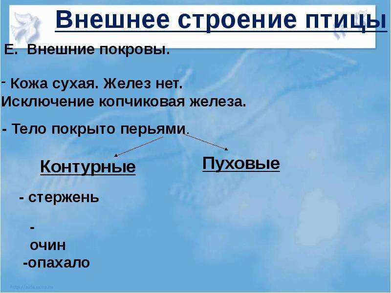 E внешнее. Вывод внешнее строение птицы. Копчиковая железа у птиц строение. Среда обитания и внешнее строение птиц. Вывод к работе внешнее строение птиц.