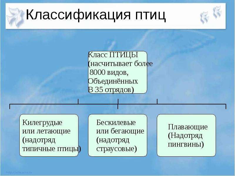 Схема классификации птиц