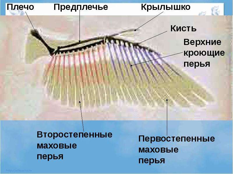 Презентация по биологии 7 класс внешнее строение птиц