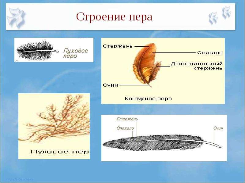 Рисунок пера птицы биология 7 класс