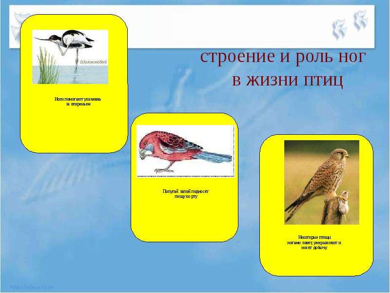 Птица конечности среда обитания. Лапы птиц среда обитания. Среда обитания и внешнее строение птиц 7 класс. Как среда обитания влияет на жизнь птицы.