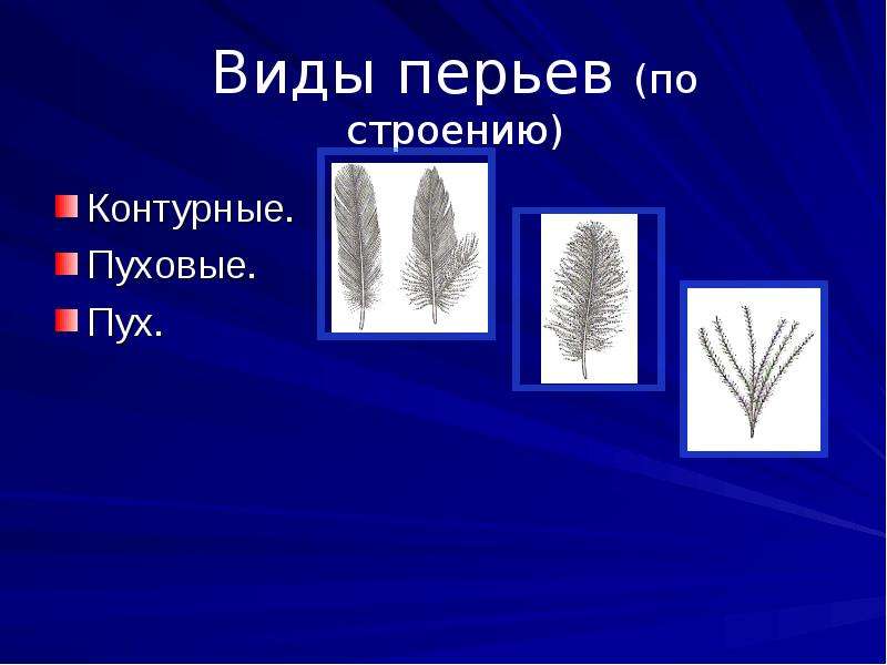 Сходства и различия контурного и пухового пера. Пуховые перья строение. Рассмотрите пуховое перо. Виды контурных перьев. Схема строения пухового пера.