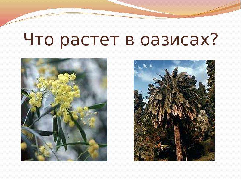 Пустыни учебник. Что растет в оазисах. Что растет на западе. Растут всю жизнь. Венесуэла 2 класс окружающий мир что растет.