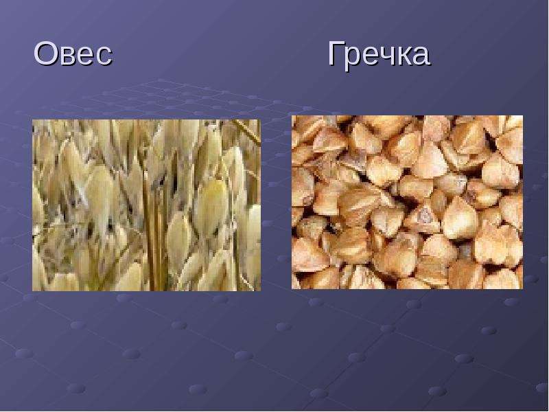 Гречиха овес. Овес и гречиха. Гречка и овес. Кукла наполненная овсом или гречихой. Зделай е пару овес , ядрица….