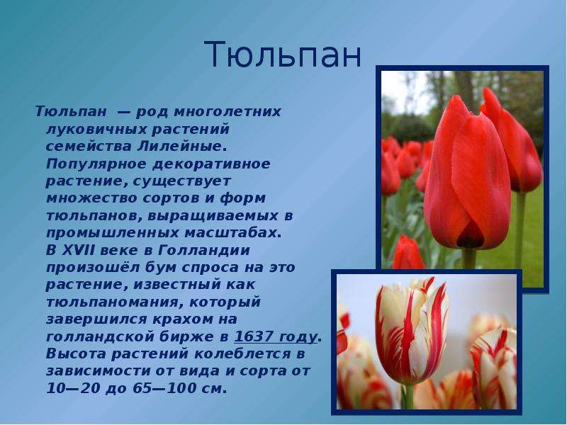 Тюльпан Тюльпан — род многолетних луковичных растений семейства Лилейные. Популярное декоративное ра
