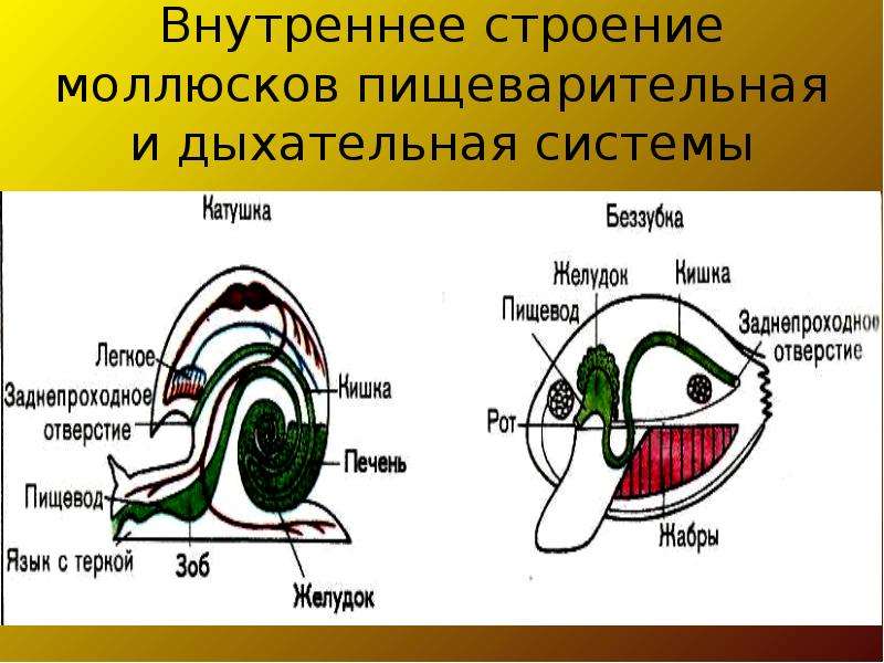 Пищеварительная система моллюсков. Класс брюхоногие моллюски пищеварительная система. Пищеварительная и дыхательная система моллюсков. Дыхательная система брюхоногих и двустворчатых моллюсков. Брюхоногие моллюски внутреннее строение пищеварительная система.