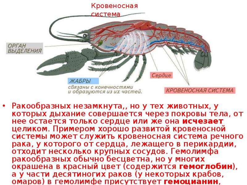 Класс ракообразные презентация 7 класс биология