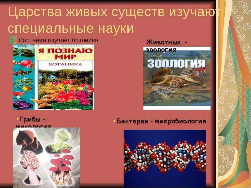 Науки изучающие царство живой природы. Царства живой природы. Царства живой природы изучаемые ботаникой. Царства живых существ. Царство растений это определение.