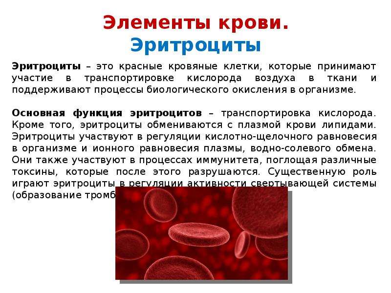 О чем говорят повышенные эритроциты. Эритроциты в крови. За что отвечают эритроциты. Эритроциты роль в организме. За что отвечают эритроциты в крови.