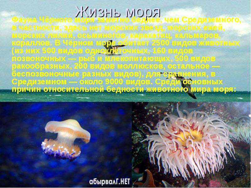 У черного моря 4 класс. Проект про море. Информация о черном море для 4 класса. Черное море доклад 4 класс. Красота черного моря рассказ 2 класс.