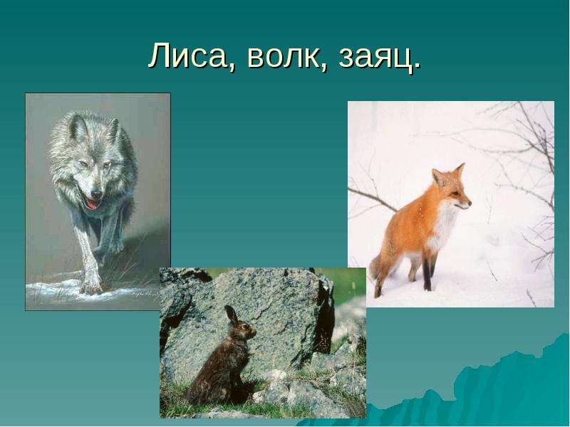 Заяц волк лиса это. Волк лиса и заяц. Волк и лиса. Зайцы лисы волки. Волк и лиса зимой.