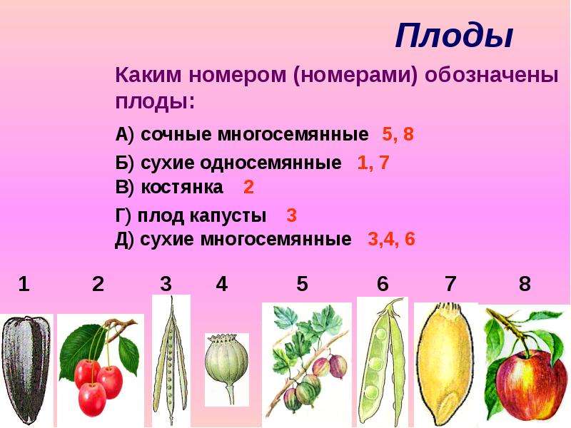 Укажите рисунок на котором изображен сухой многосемянный плод