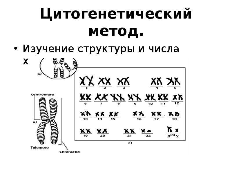 Цитогенетический метод картинки