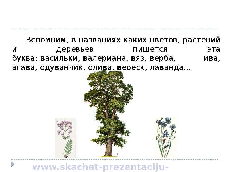 Как пишется деревья. Как писать деревья. Невысокое дерево как пишется. Как правильно пишется дерево. Слова от корня вяз.