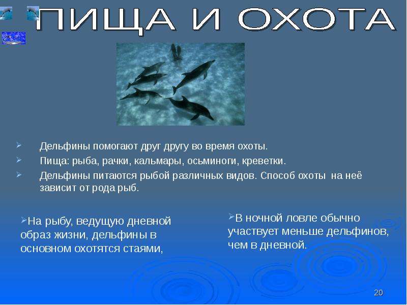 Презентация на тему китообразные 7 класс по биологии