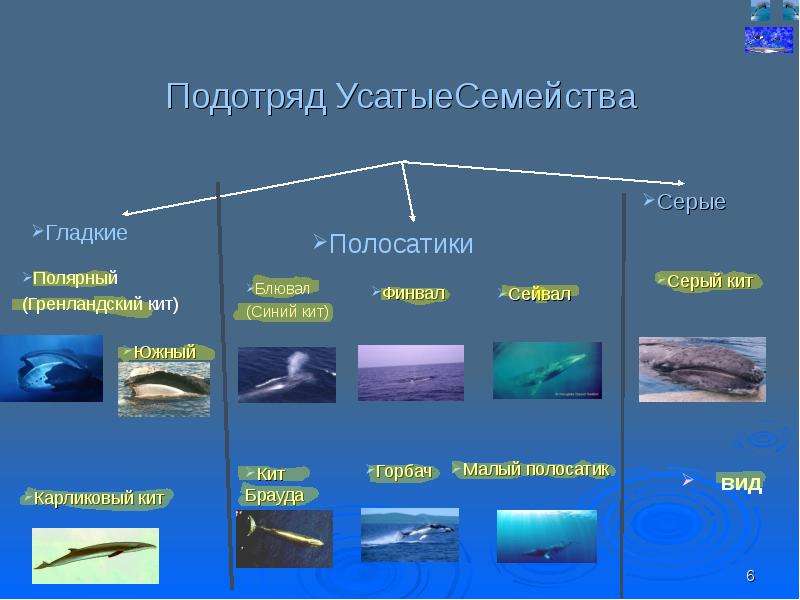 Систематика китообразных схема